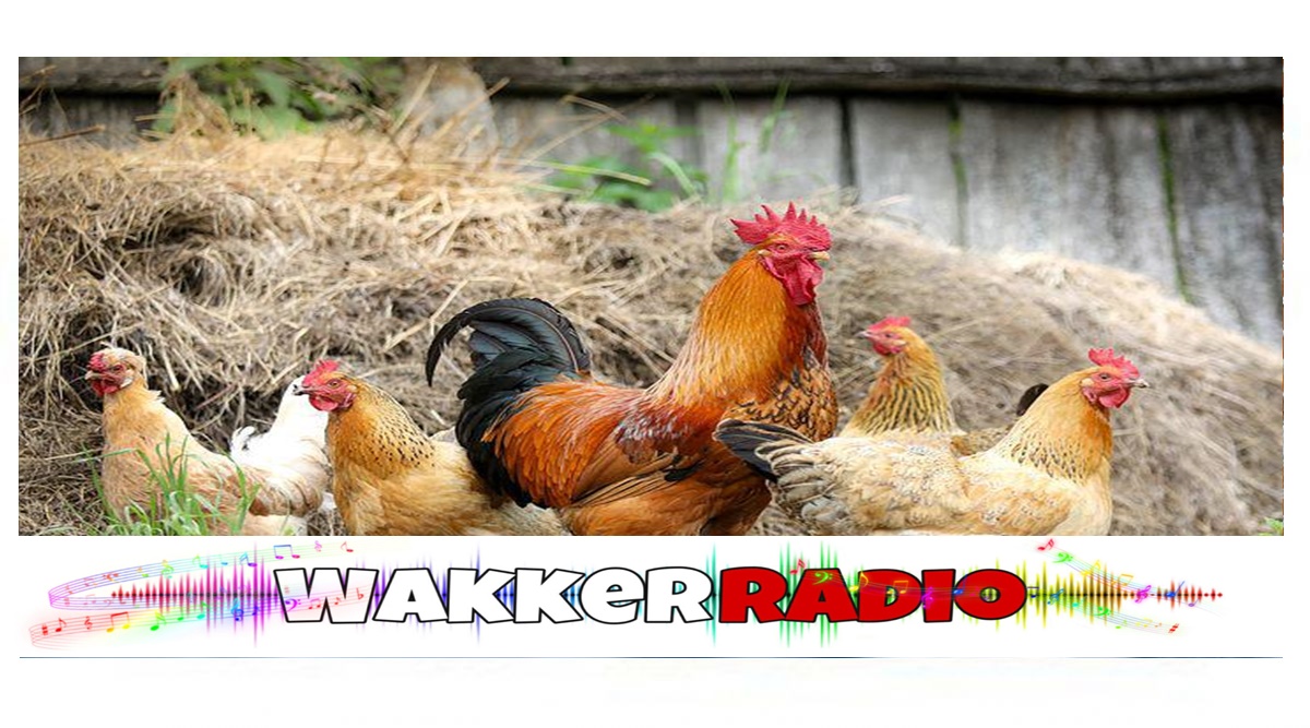 Wakkerradio